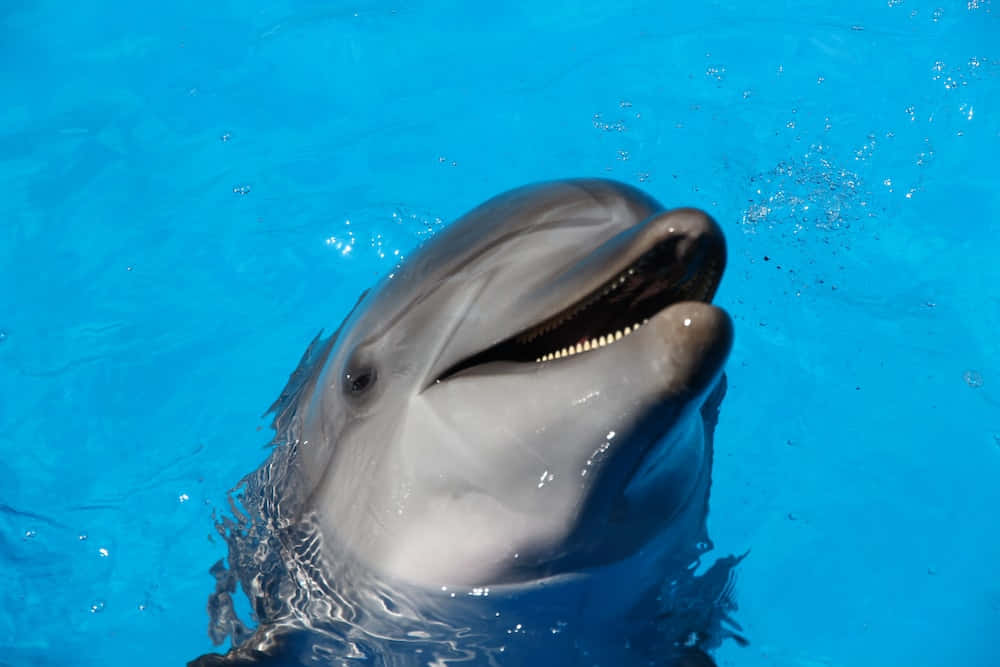 Einwunderschöner Delfin, Der Gemütlich Im Meer Schwimmt, Wird Auf Diesem Beeindruckenden Foto Eingefangen.