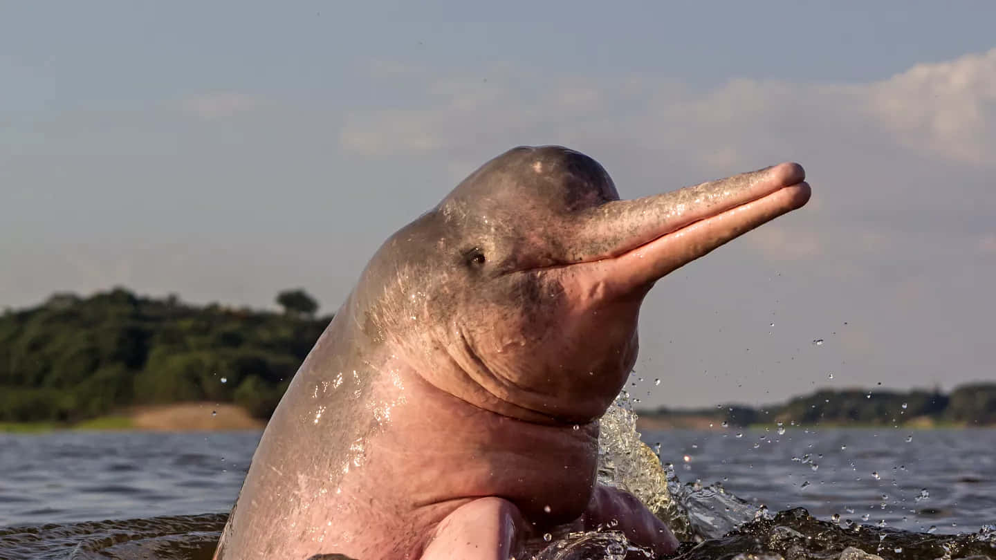 A Pink Dolphin Is Swimming In The Water