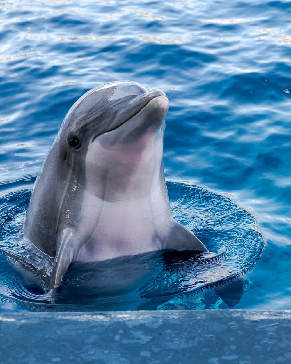 A Bottlenose Dolphin Splashing in the Water
