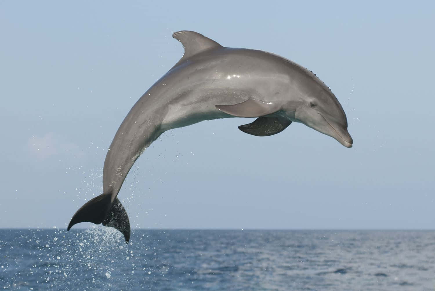 A Jumping Bottlenose Dolphin