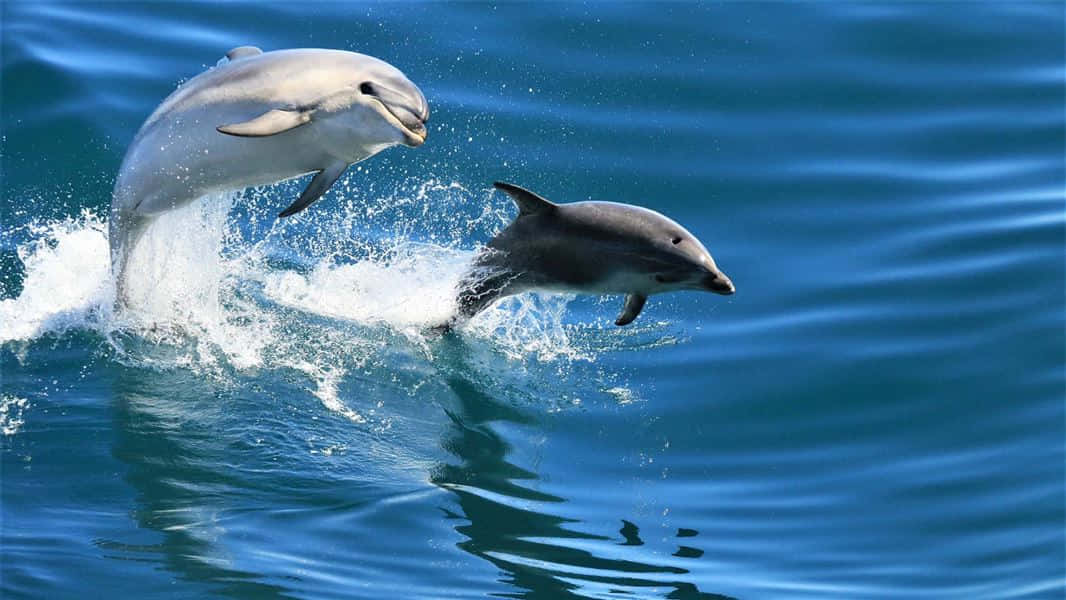 Einverspielter Delfin Springt Über Das Türkisblaue Wasser Der Karibik.