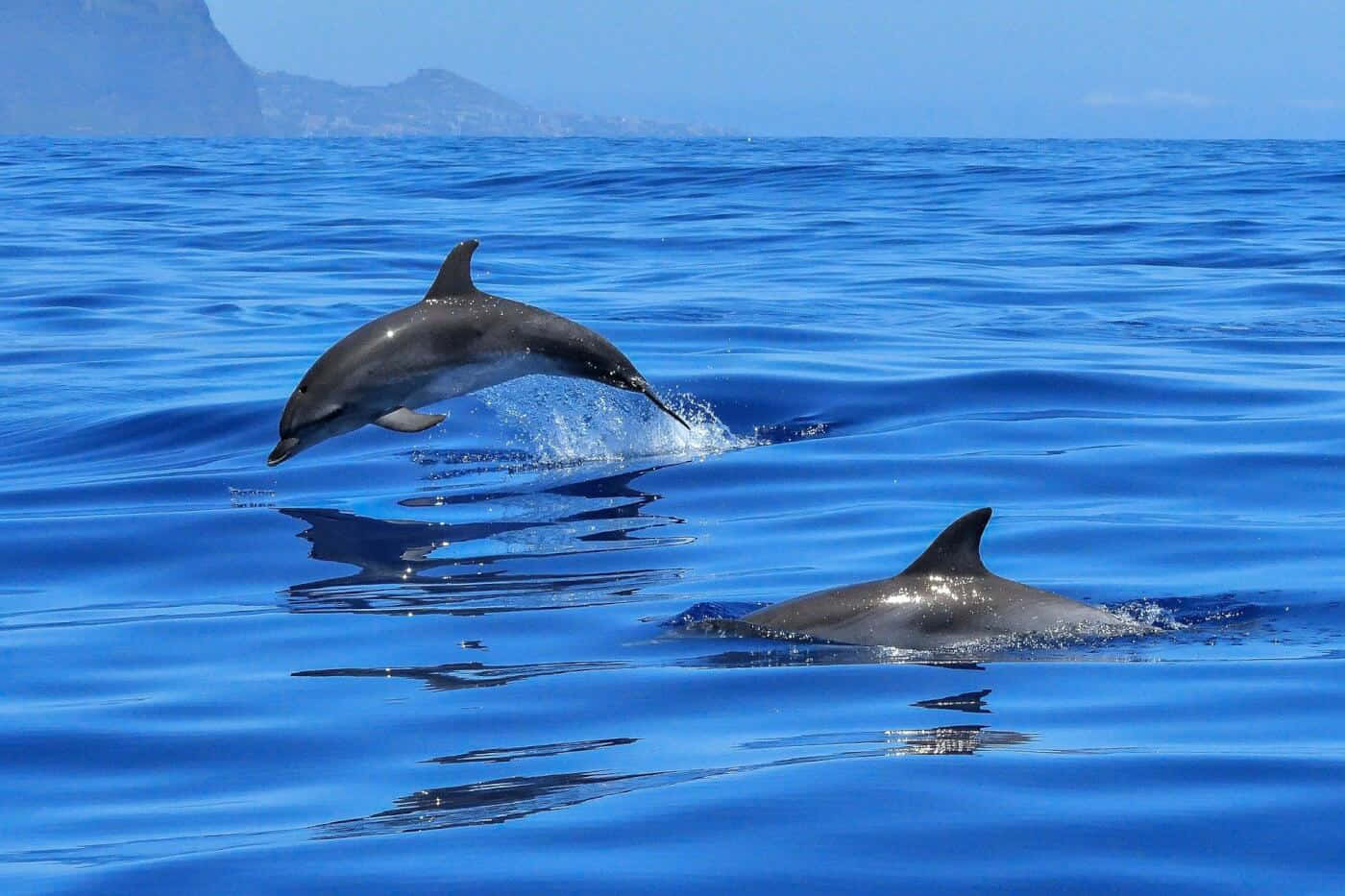 "Playful Dolphins Jumping Up To Catch Some Sun"