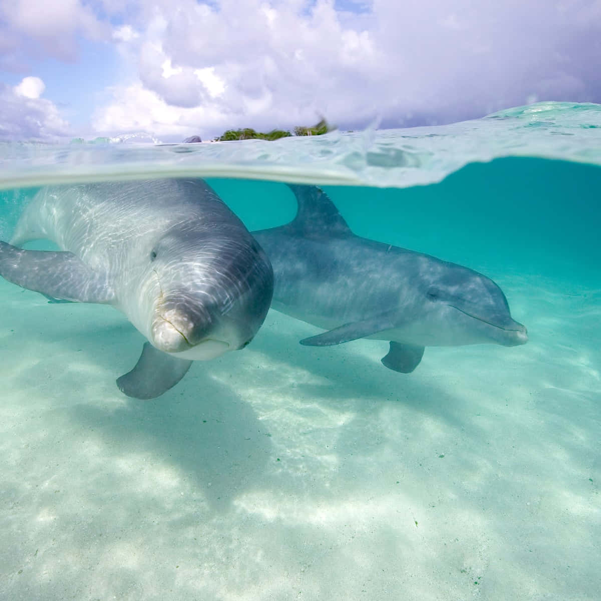 Einfreundlicher Delfin Schwimmt Im Ozean.
