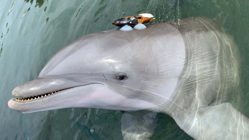 Envacker Grupp Delfiner Som Leker I Havet