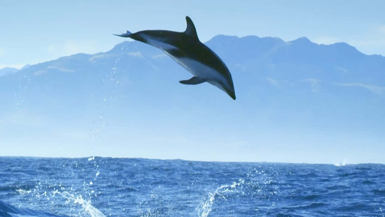 A graceful, playful bottlenose dolphin leaping out of the water