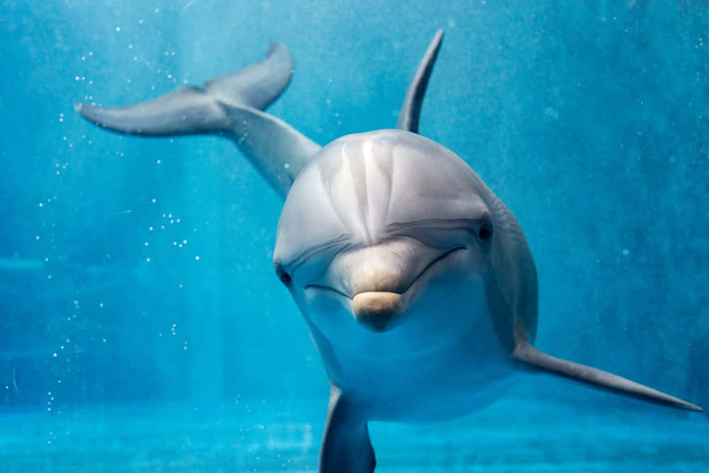 Unmaestoso Delfino Che Nuota Contro Il Mare Blu Profondo Dei Caraibi