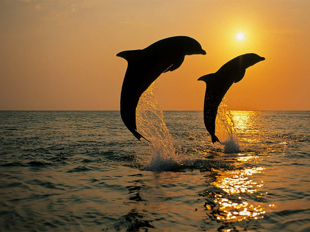 Enlekfull Delfin Hoppar Upp Ur Havet.
