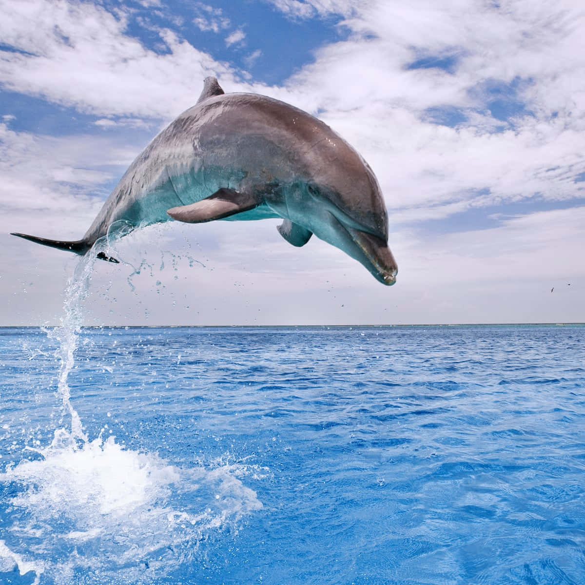 Delphinspringt Aus Dem Wasser.