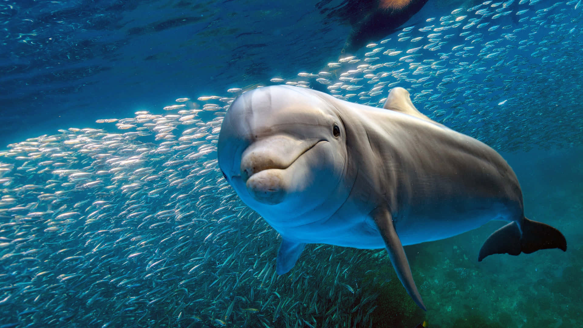 Machensie Sich Bereit, Die Wunderschöne Unterwasserwelt Mit Diesem Neugierigen Delfin Zu Erkunden.