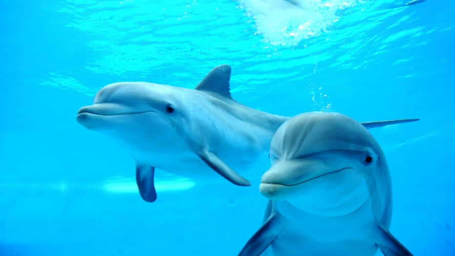 Vivila Gioia Di Nuotare Con Un Delfino!