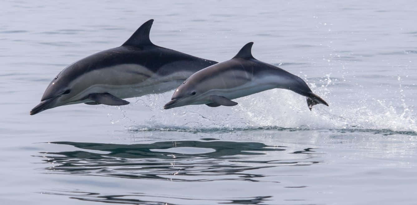 Schwimmemit Einem Freundlichen Delfin-freund.