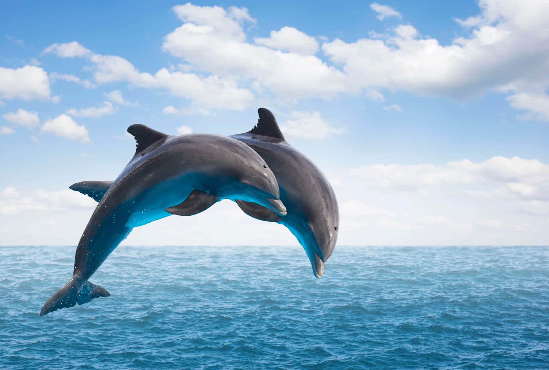 A beautiful dolphin enjoys a swim in the deep blue sea.