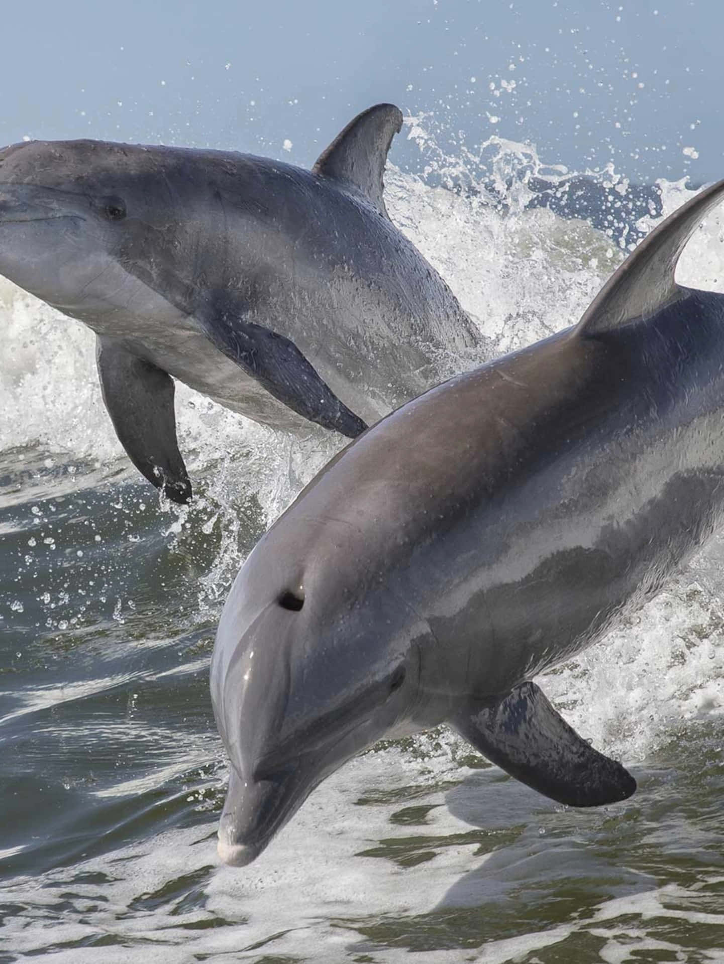 Enmagnifik, Närbild Av En Vild Delfin