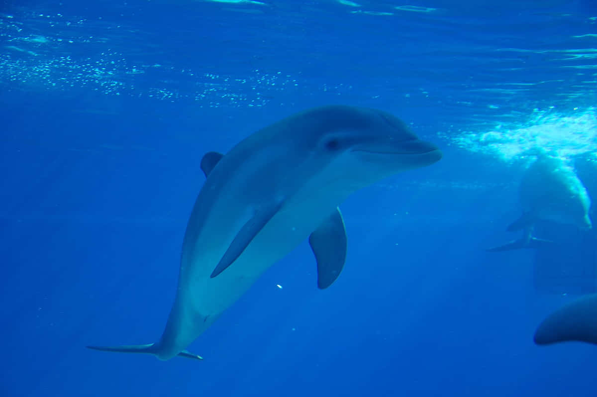 Einspringender Delfin, Der Das Meer Genießt