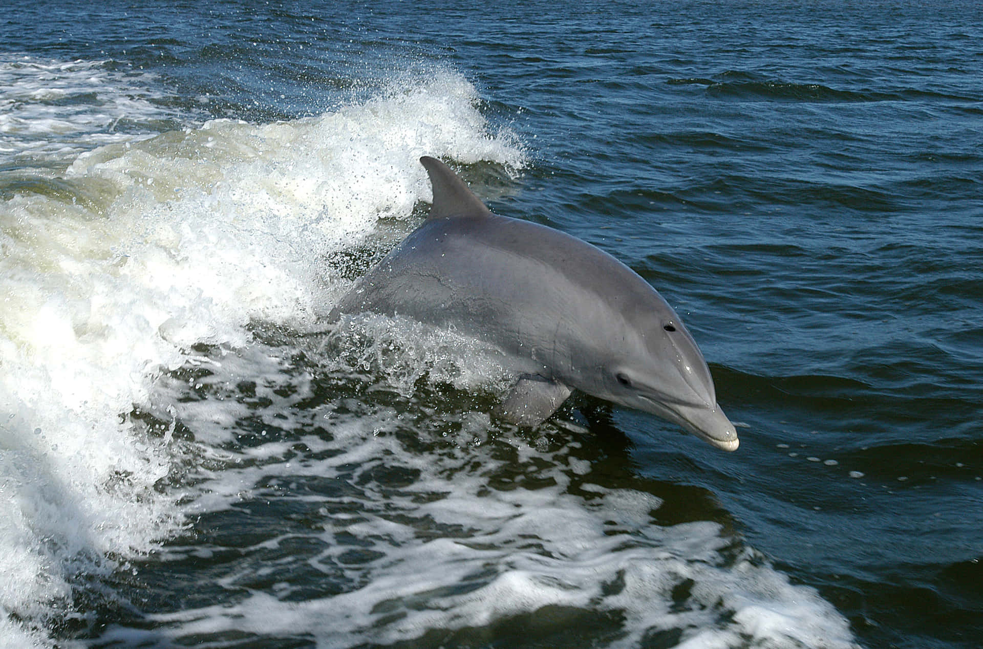 Utforskadet Fantastiska Havet Med En Kärleksfull Delfin.
