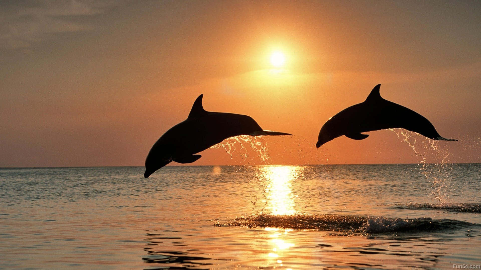 "Look at this peaceful sunset with a pair of playful dolphins" Wallpaper