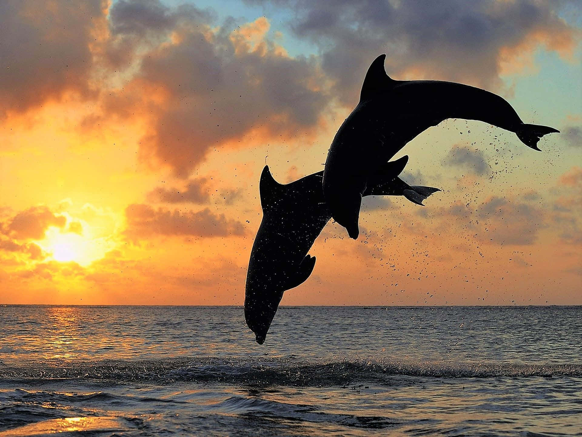 two dolphins jumping out of the water at sunset Wallpaper