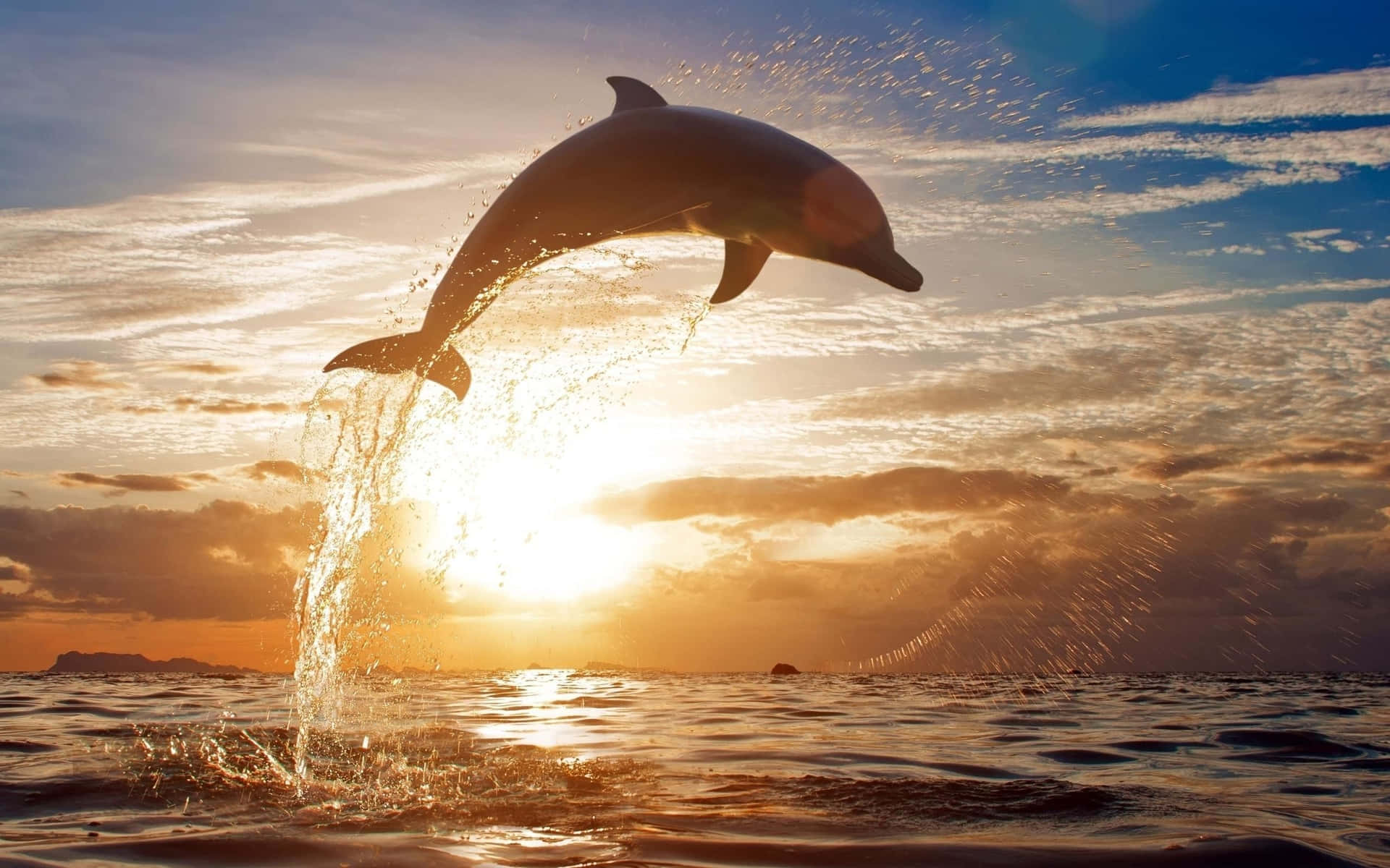 dolphin sunset desktop wallpaper