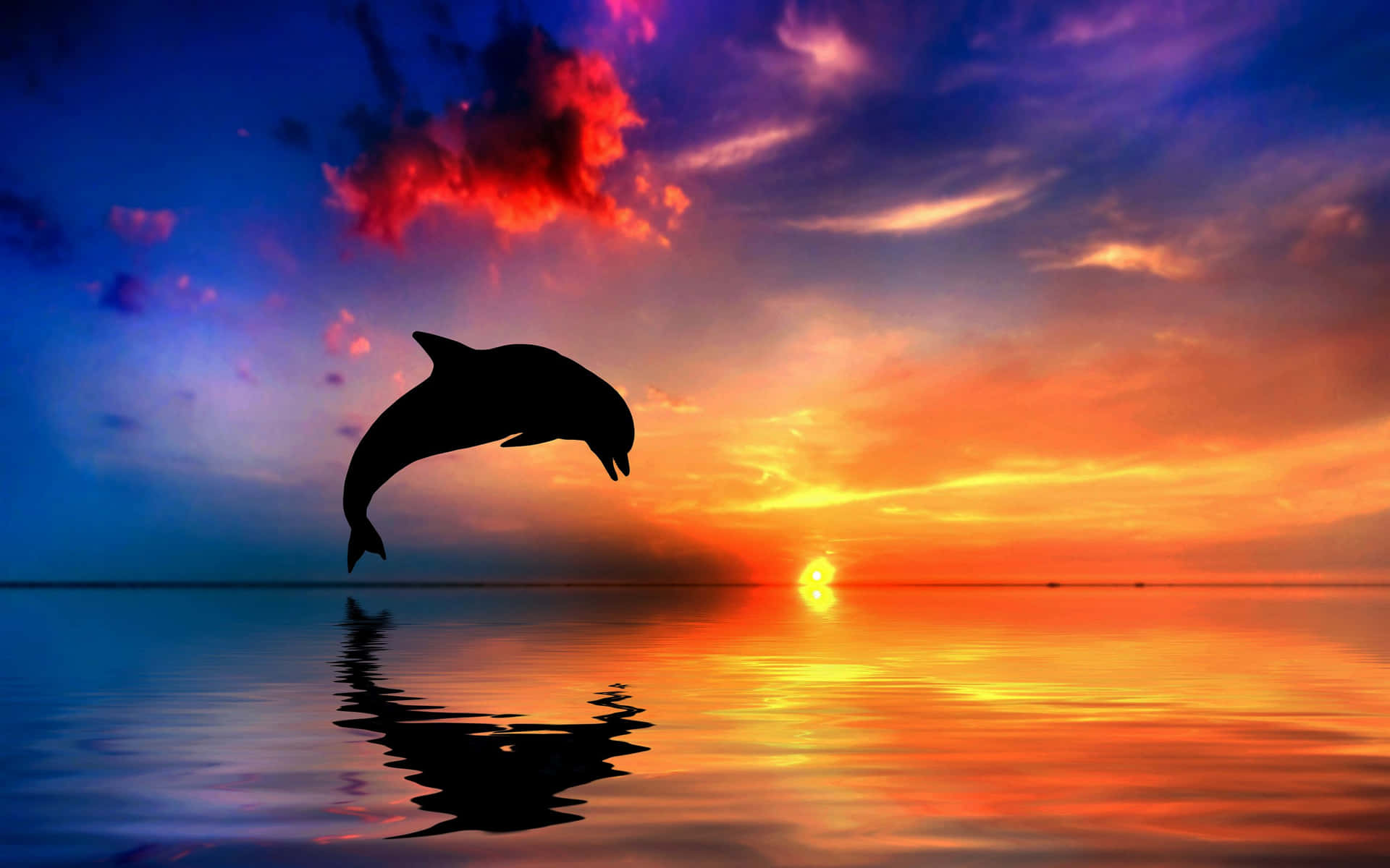 A beautiful sunset reflecting off of the ocean water with a curious dolphin in the foreground. Wallpaper