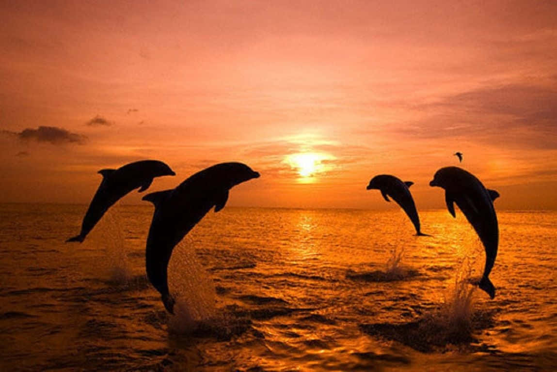 Attfå Skåda Skönheten Av En Delfin I En Solnedgång På Datorskärmen Eller Mobilskärmen Wallpaper