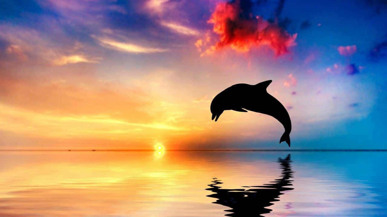 Se den naturlige skønhed af et farverigt solnedgang med en venlig delfin følgesvend. Wallpaper