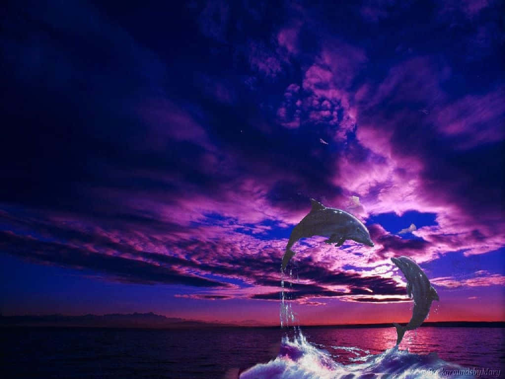 Dolphin Over Purple Sunset Wallpaper