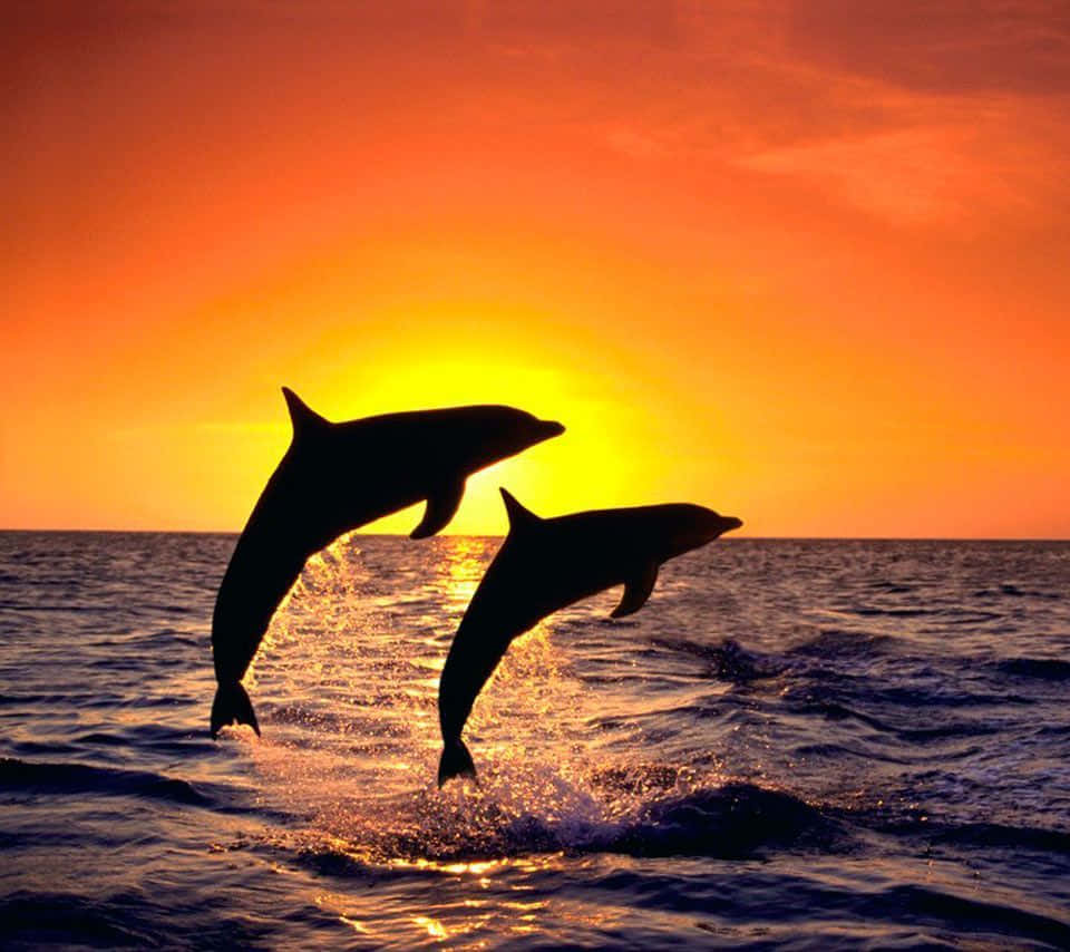 Delfínen Silueta Durante El Atardecer Fondo de pantalla