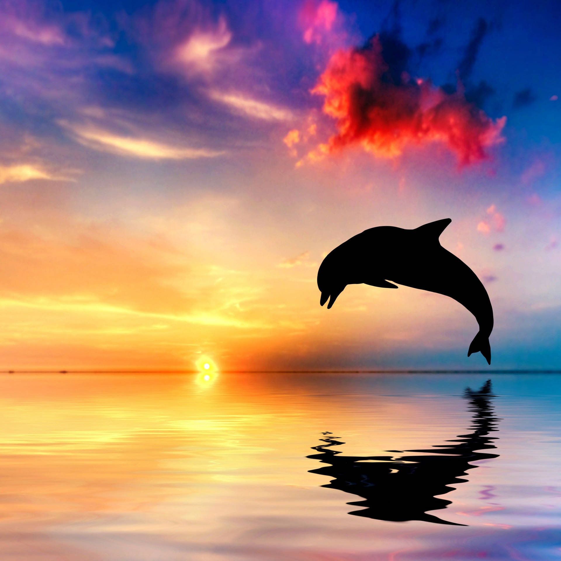 Dolphin Sunset Ocean Wallpaper