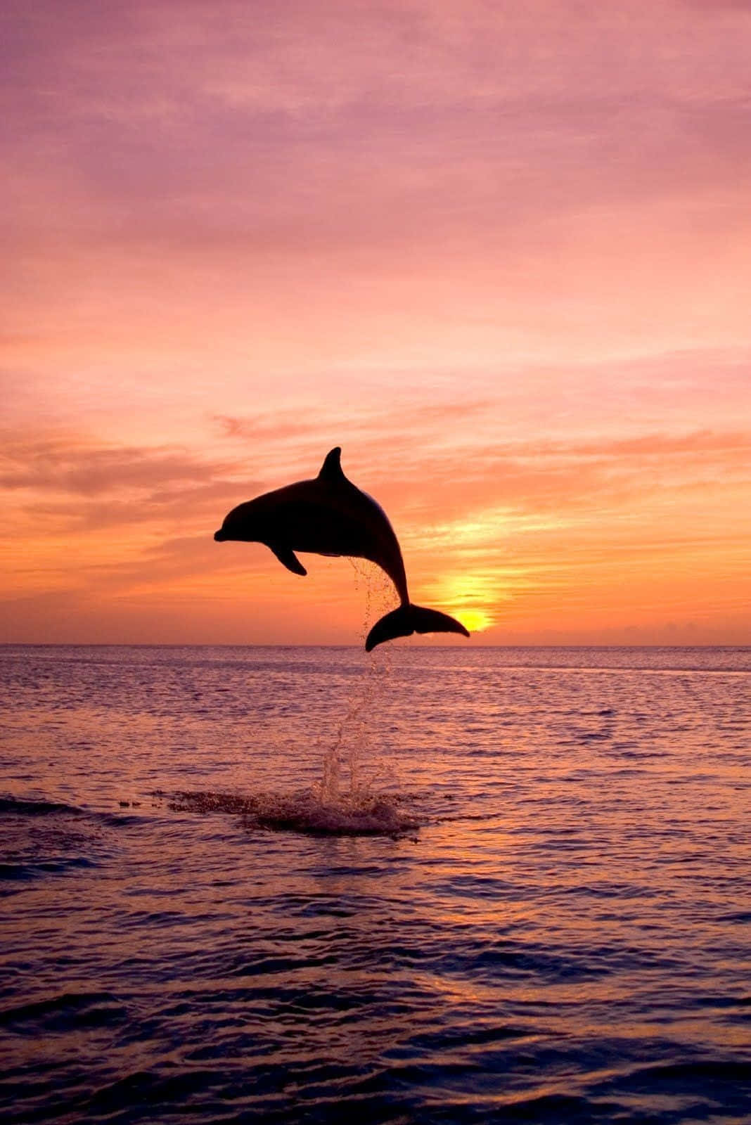 Æstetisk Dolphinfarvet Solnedgang Wallpaper