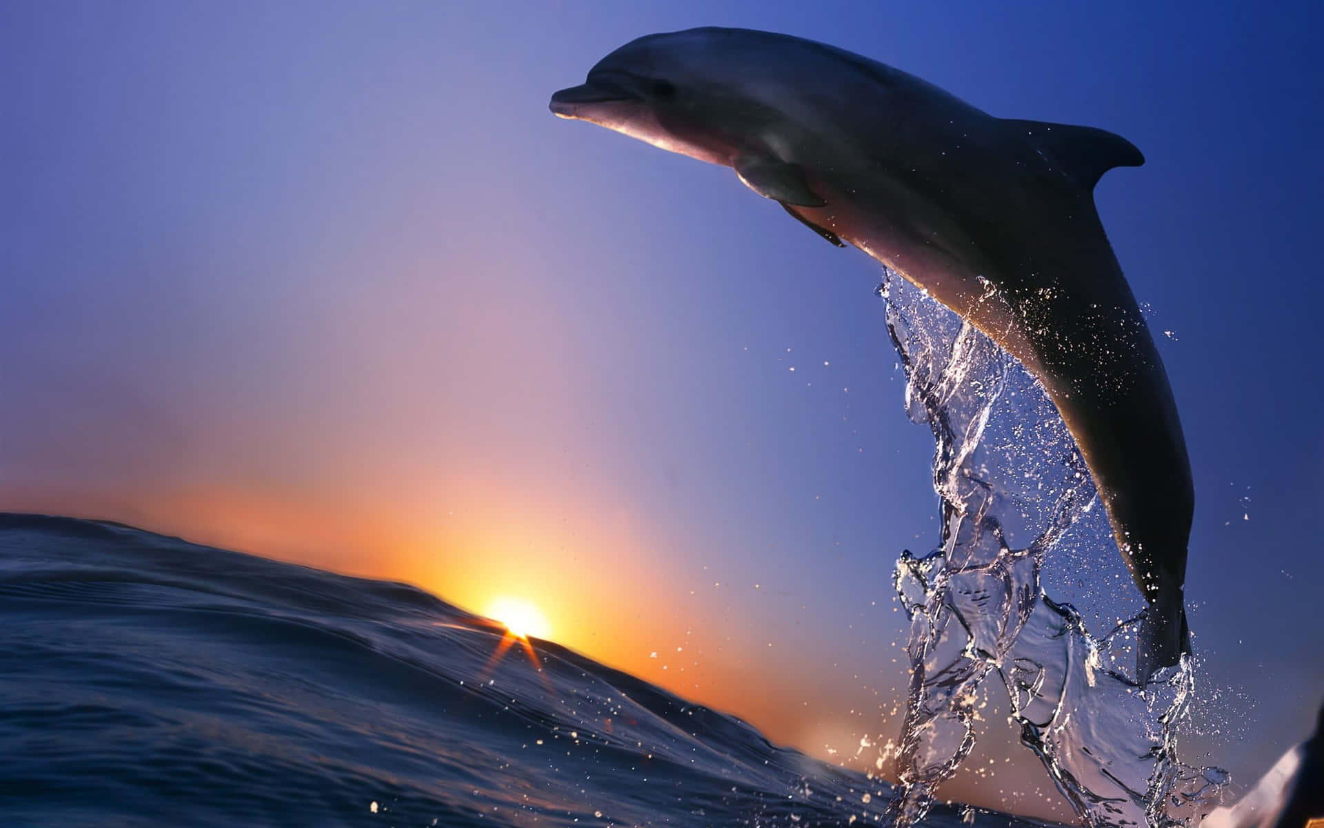 “Witness the beauty of a Dolphin Sunset” Wallpaper