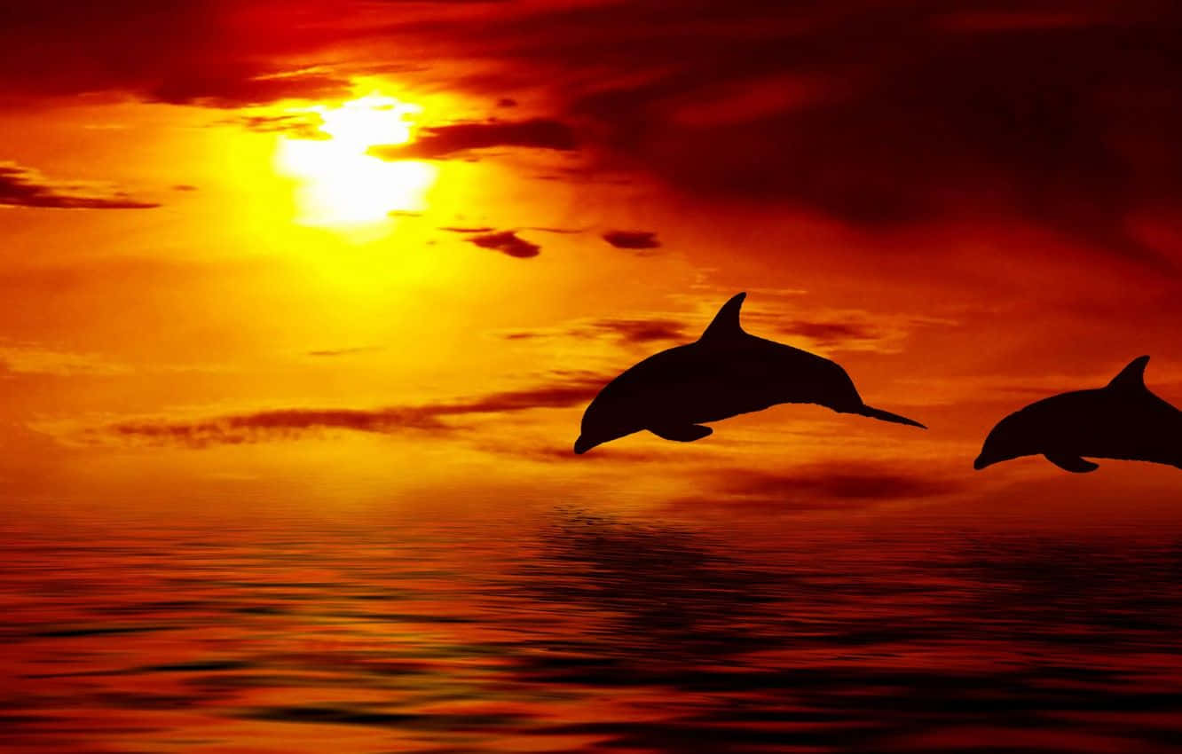Golfinhosobre O Pôr Do Sol Vermelho Alaranjado. Papel de Parede