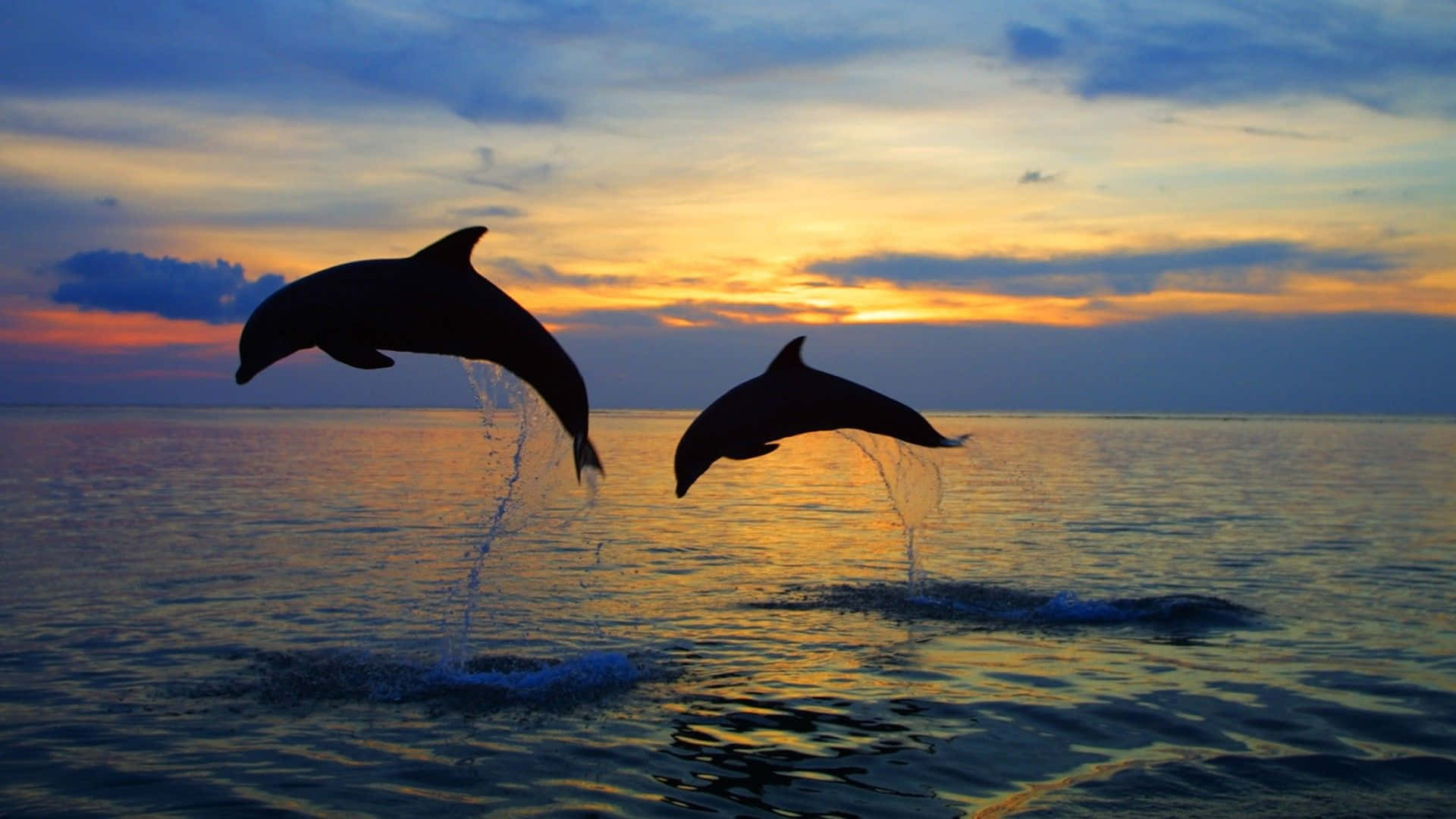 Feel the summer vibes with this beautiful dolphin sunset Wallpaper