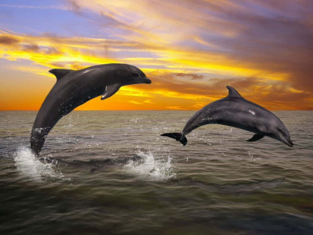 Dolphin Solnedgang 1024 X 768 Wallpaper