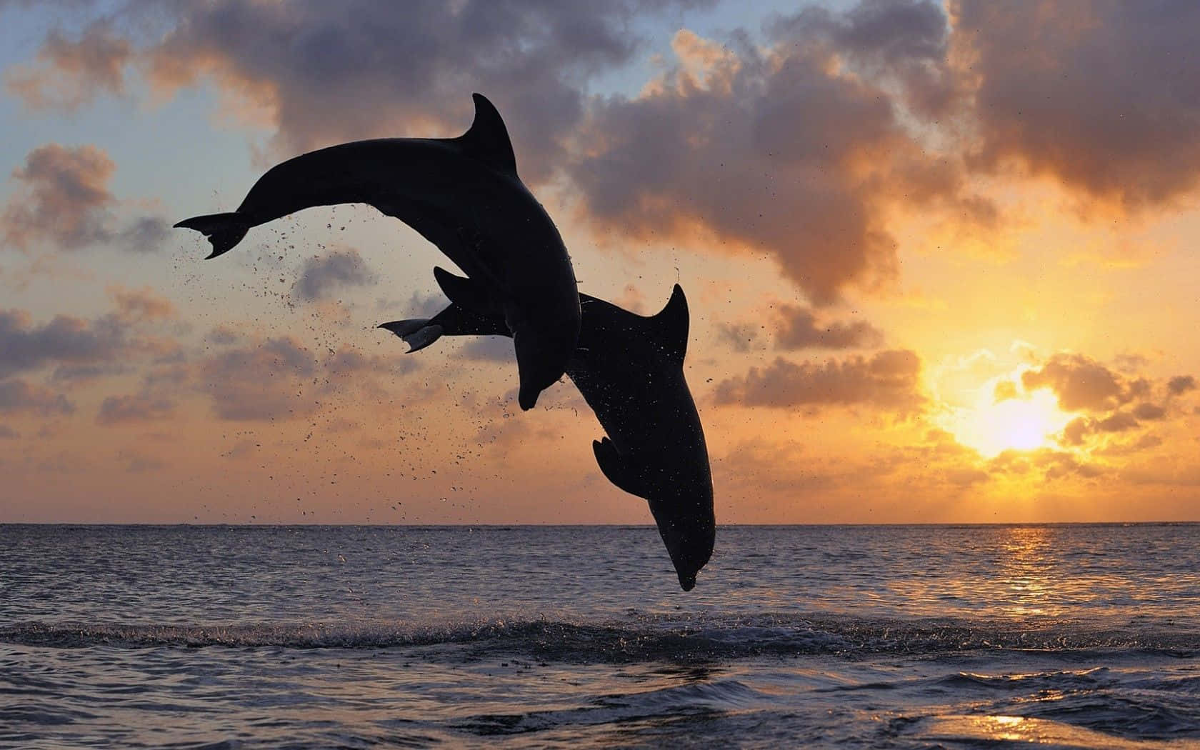 Zweidelphin-säugetiere Tauchen Während Des Sonnenuntergangs. Wallpaper