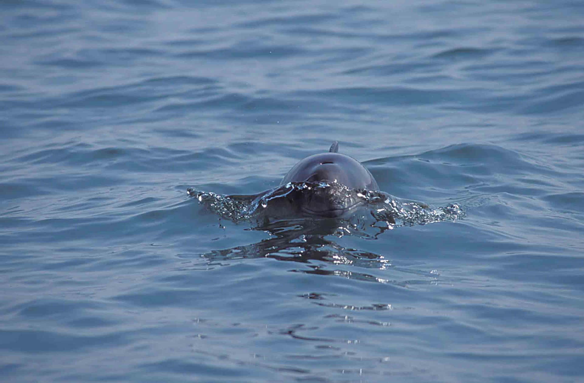 Dolphin Surfacingin Calm Waters Wallpaper