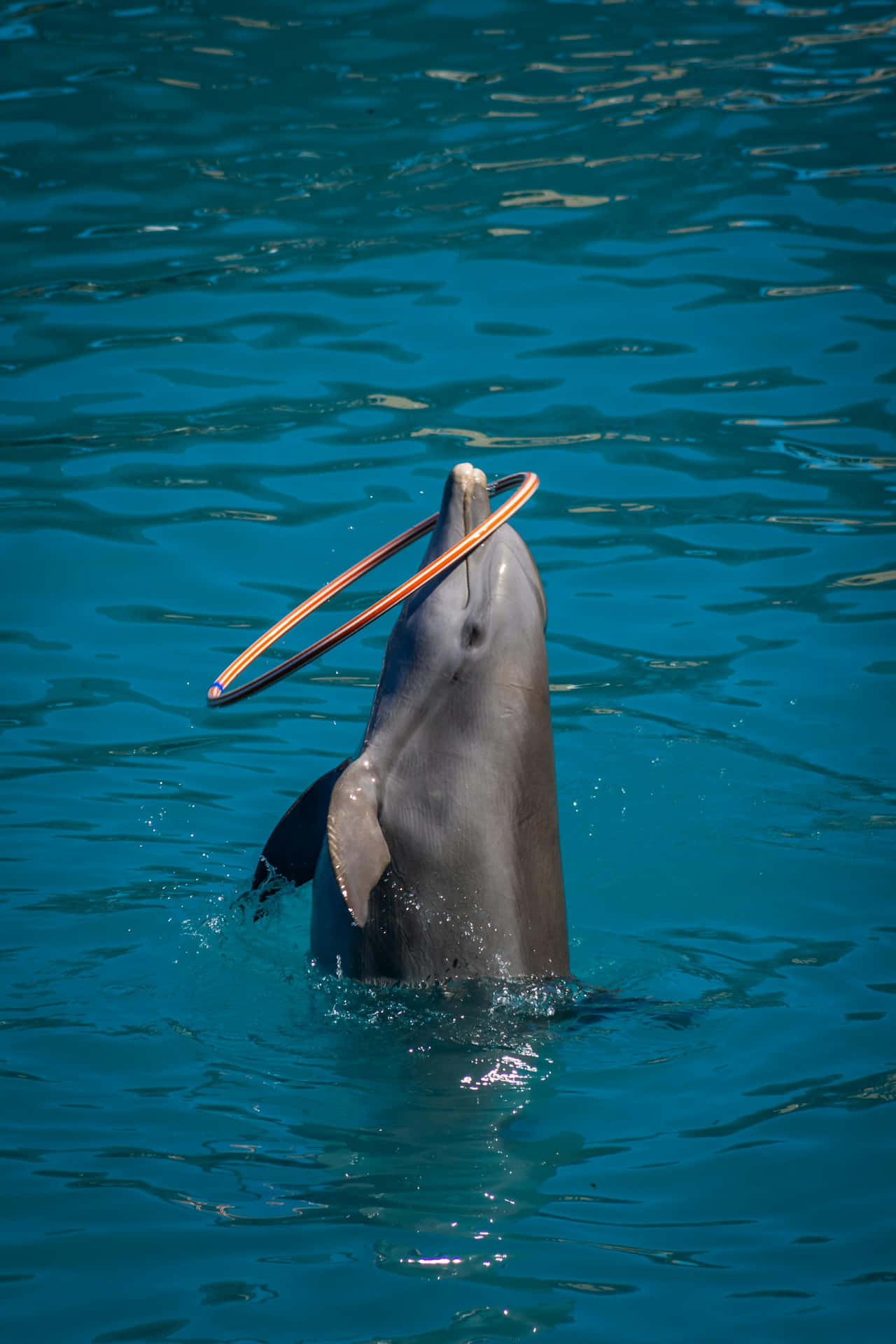 Dolphin_ Twirling_ Hoop_in_ Blue_ Waters.jpg Wallpaper