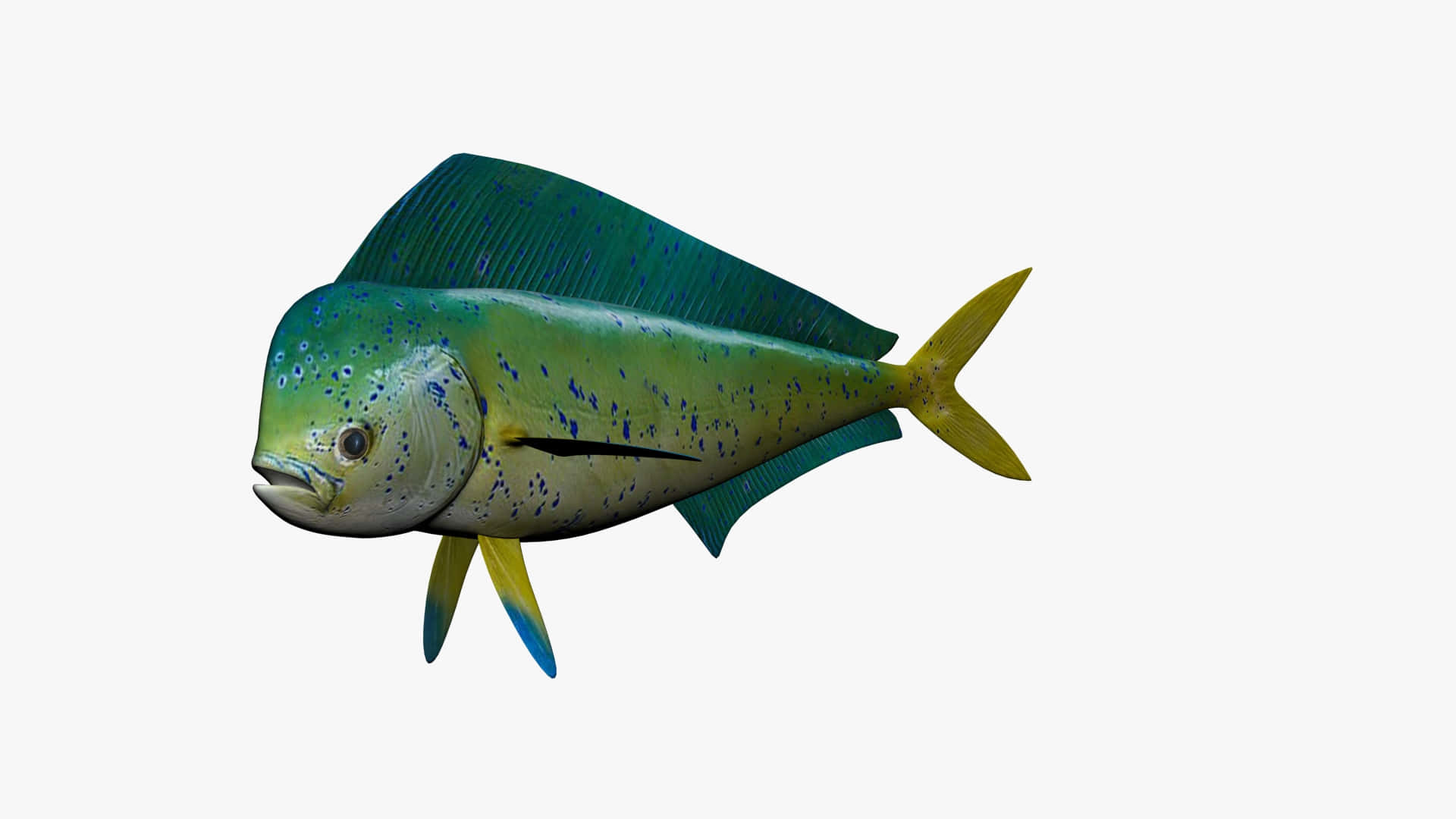 Dolphinfishin Profile Wallpaper