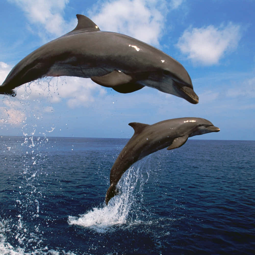 Let the majestic dolphins remind you to follow your dreams!