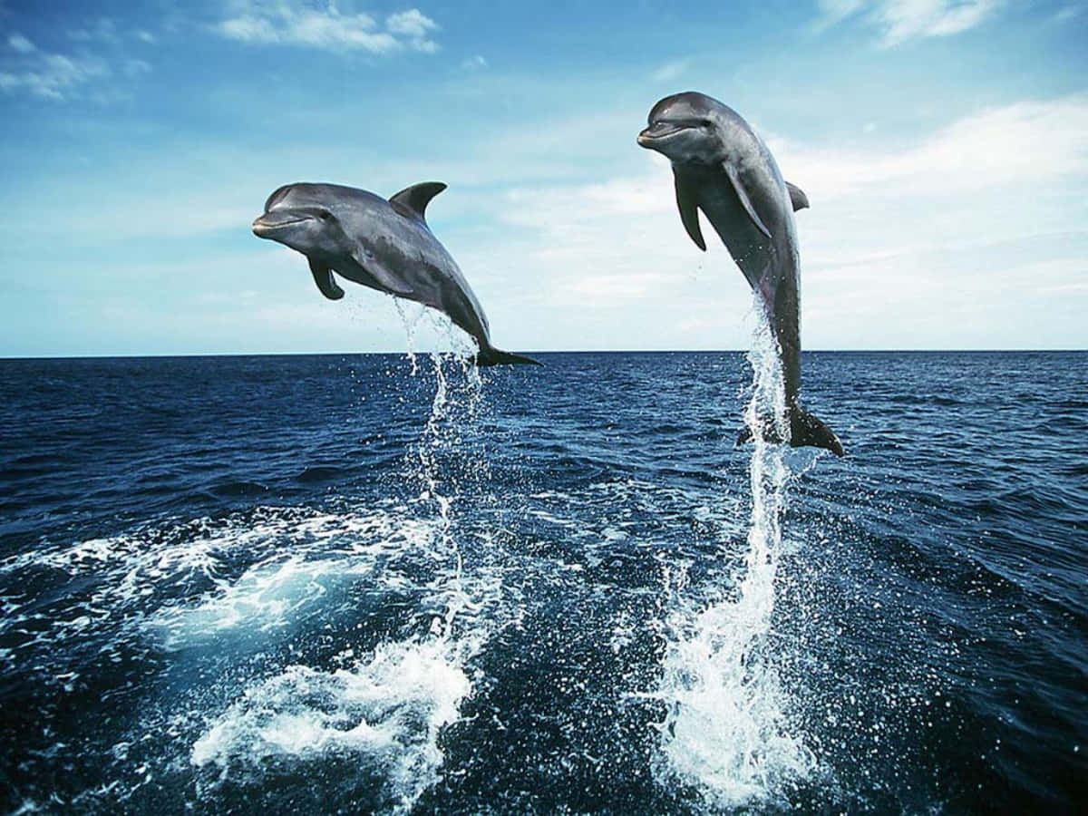 Delfinerleker Glatt I Oceanen.