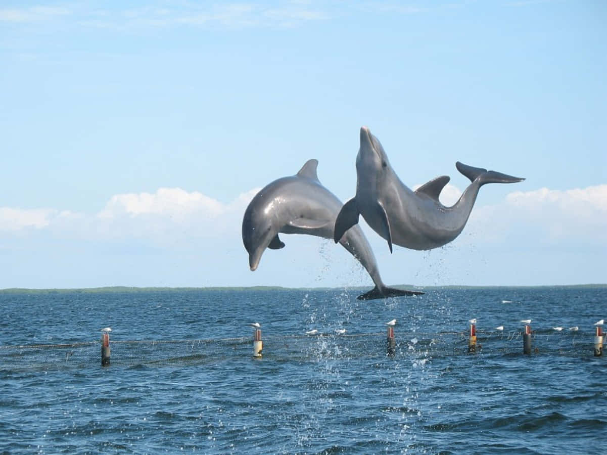 Duesimpatici Delfini Che Nuotano Nel Bellissimo Oceano.