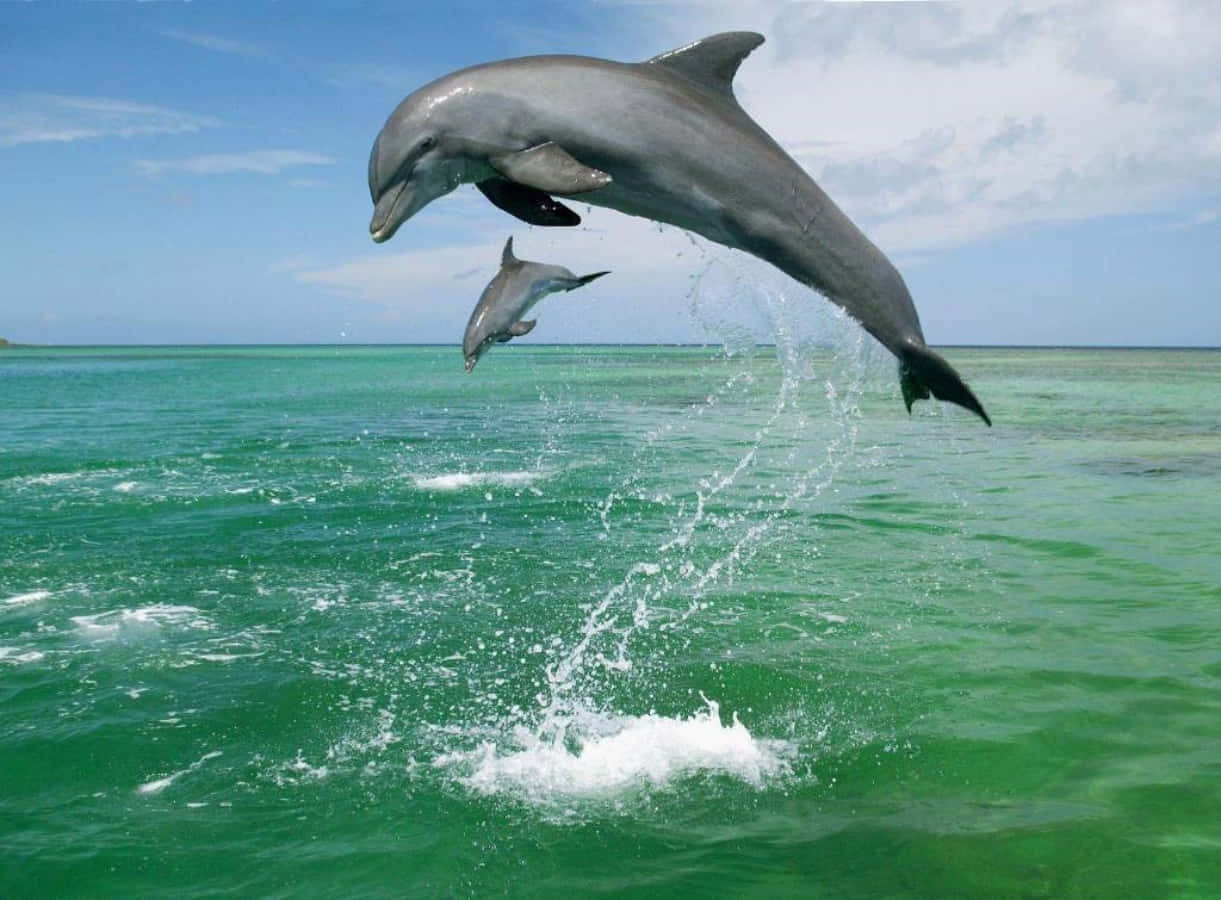 Ungrupo De Delfines Saltando Juntos En Una Escuela.
