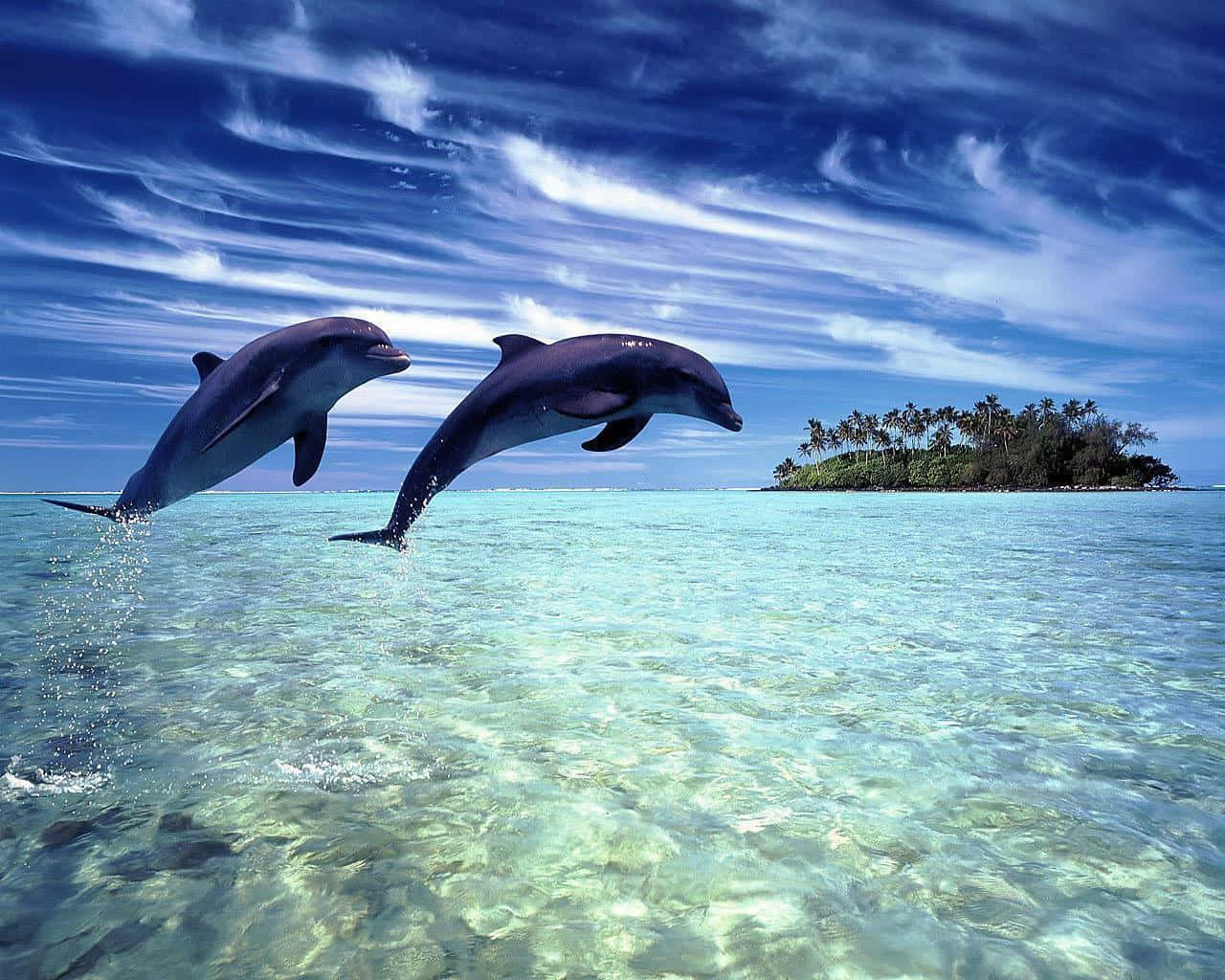 Dosdelfines Nadando A Través Del Océano