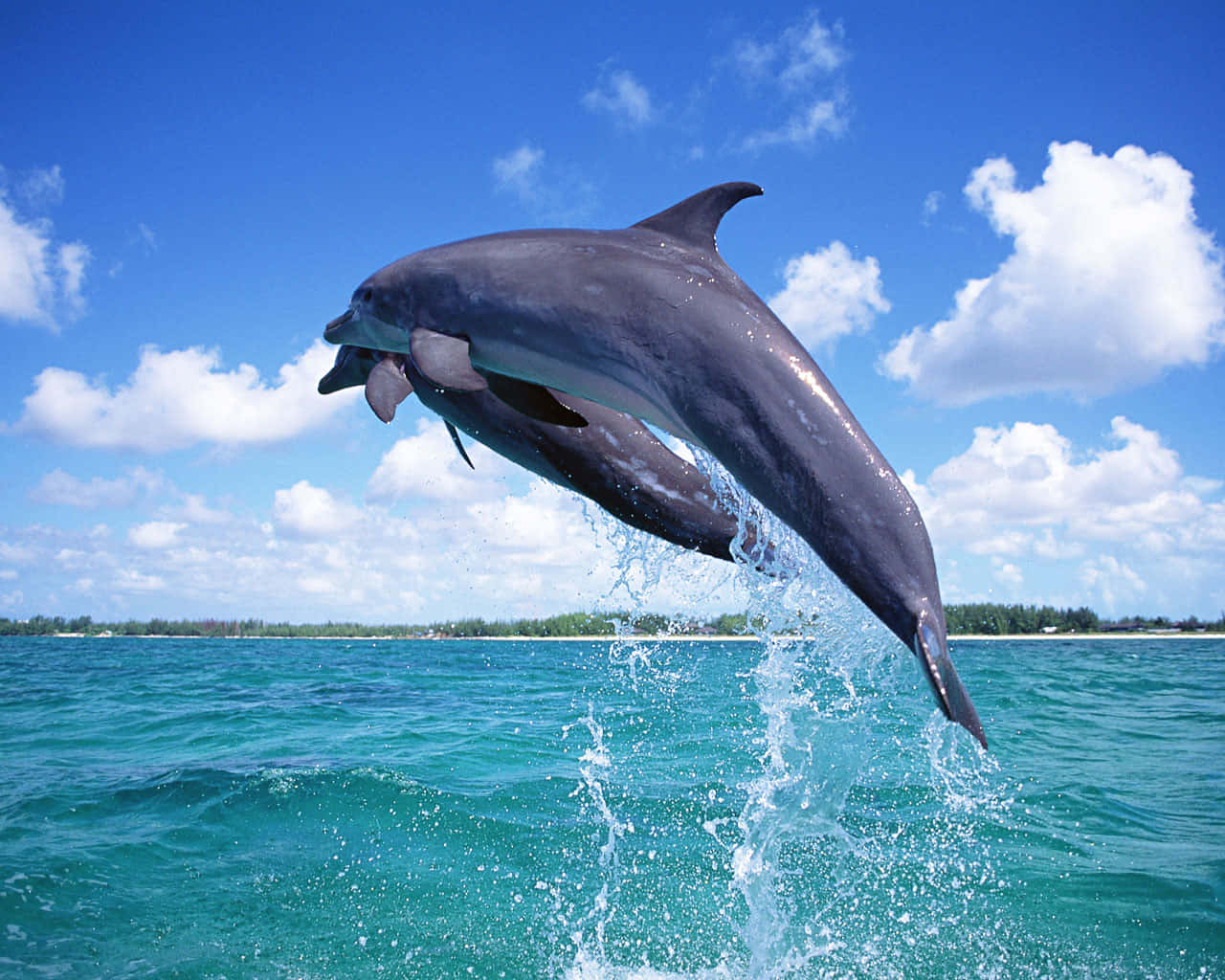 Swimming With Dolphins - An Unforgettable Experience"