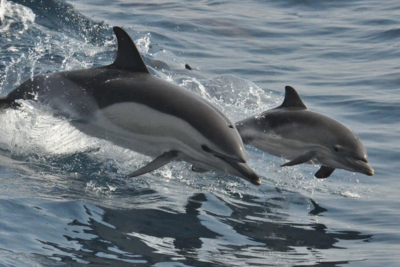 Duegiocosi Delfini Saltano Fuori Dall'oceano.