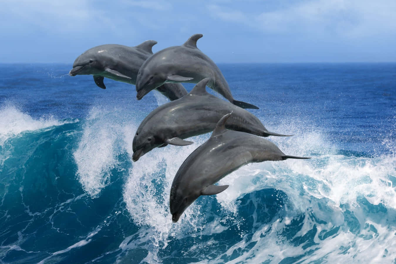 Dosdelfines Nadando Juguetonamente En El Océano