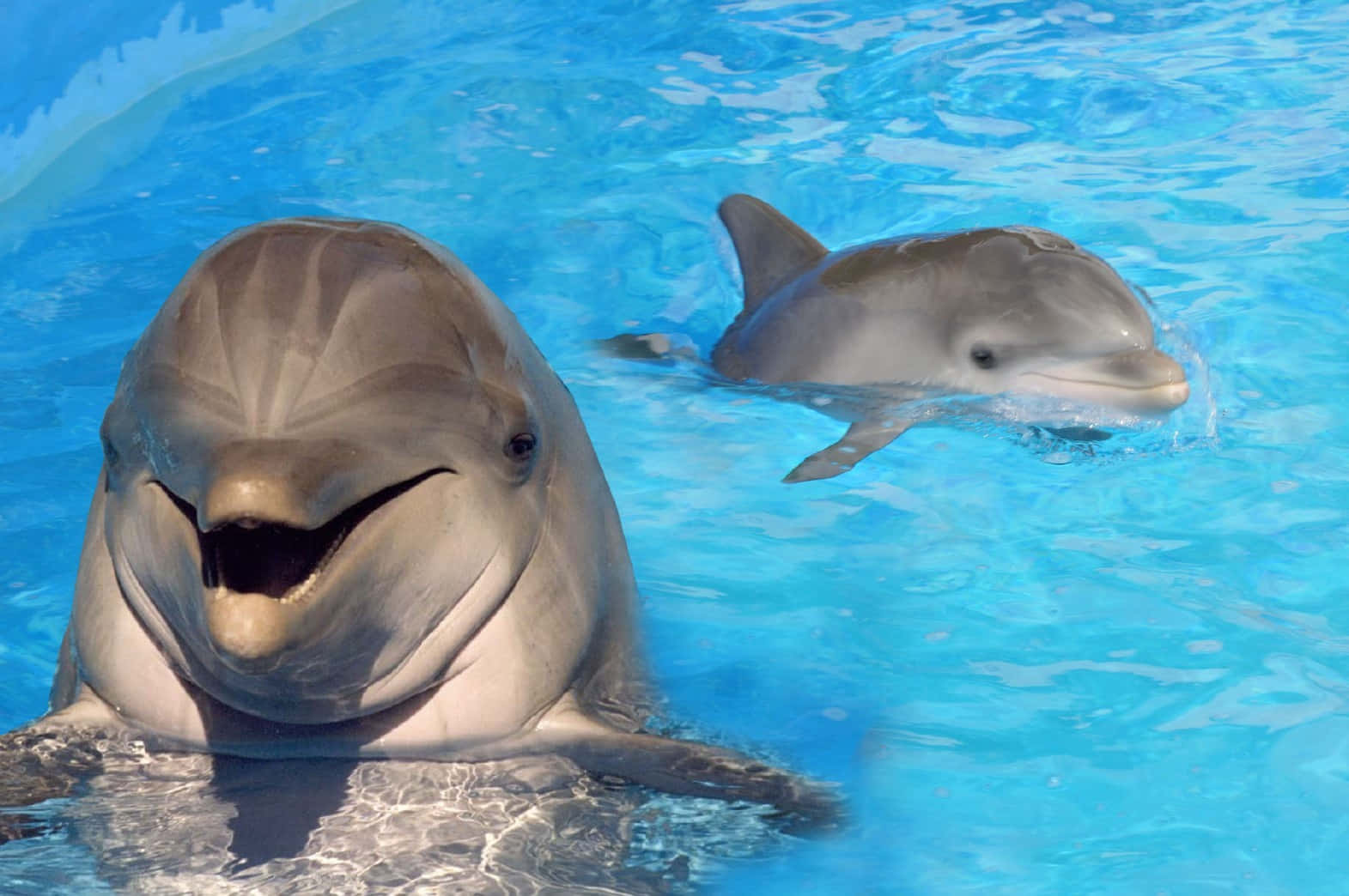 Ungruppo Di Delfini Che Giocano Tra Le Onde