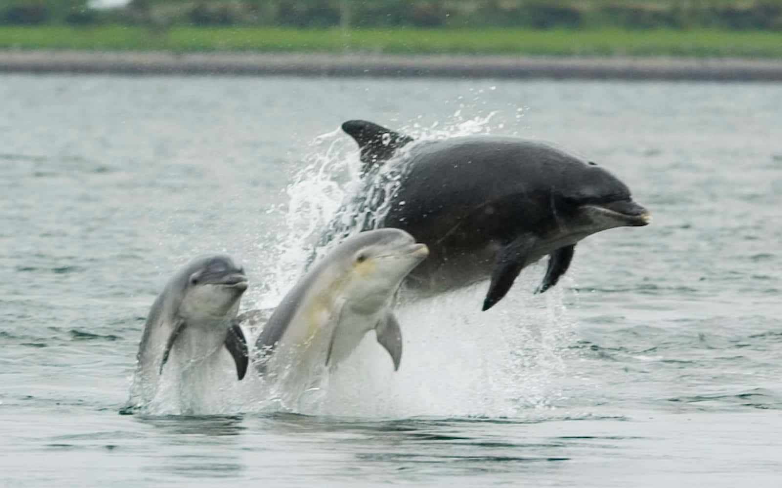 Unamanada De Delfines En Las Soleadas Aguas Azules.