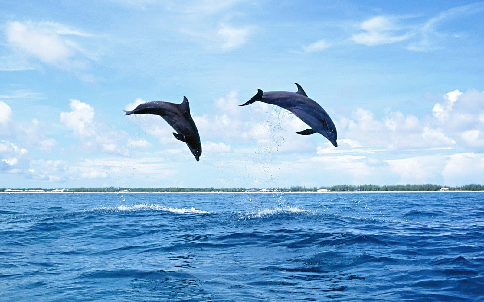 Delfiniche Nuotano In Acque Limpide E Blu.