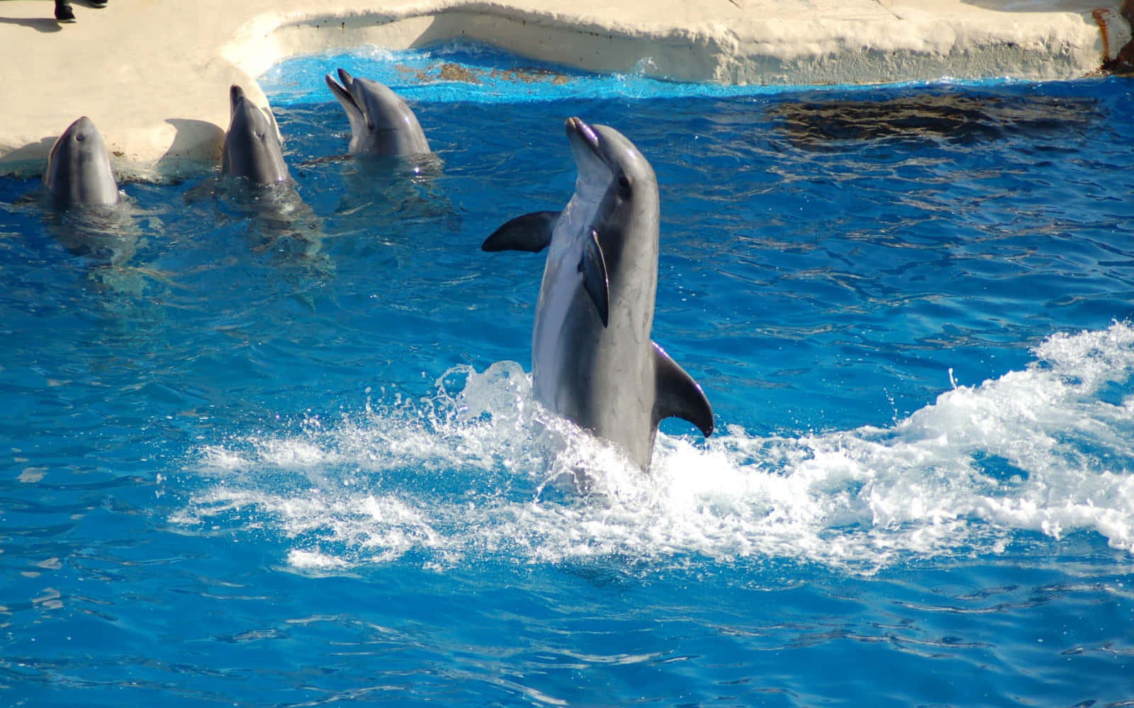 A pod of dolphins glides through the crystal-clear waters of the Caribbean Sea.