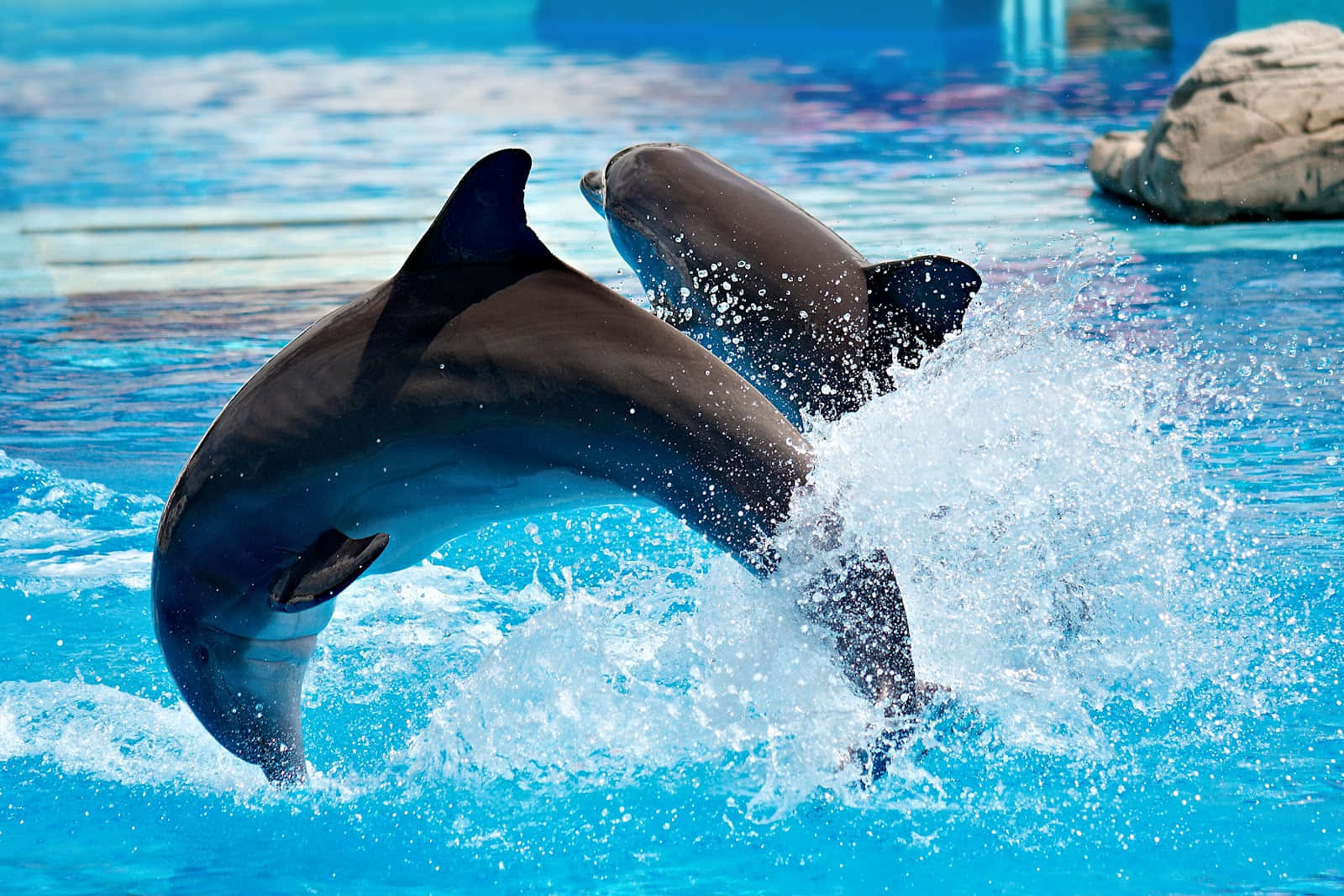 Labellezza Di Due Delfini Che Giocano Nell'oceano